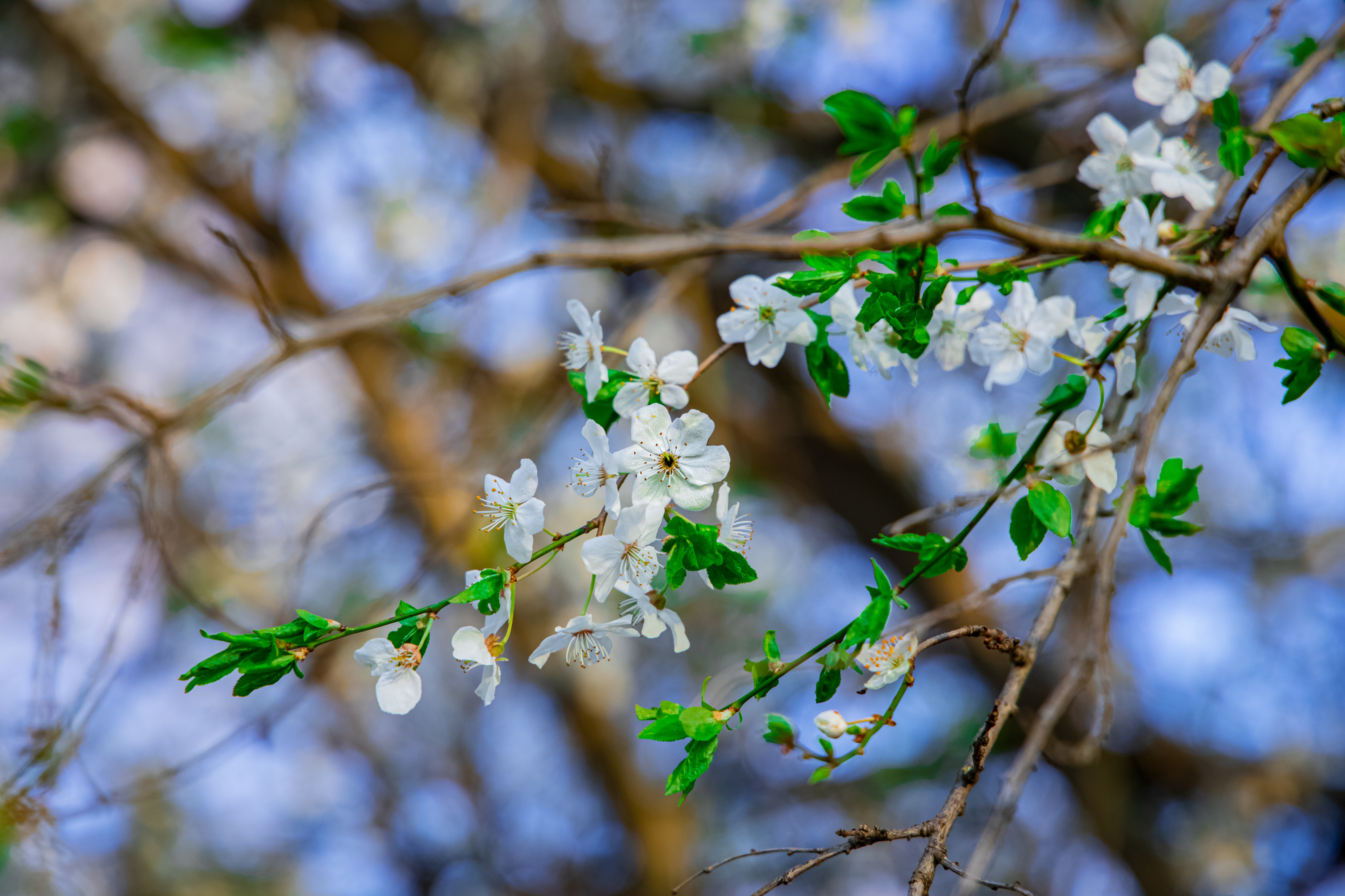 spring April time tree blossom white flower tender nature scenic view picture