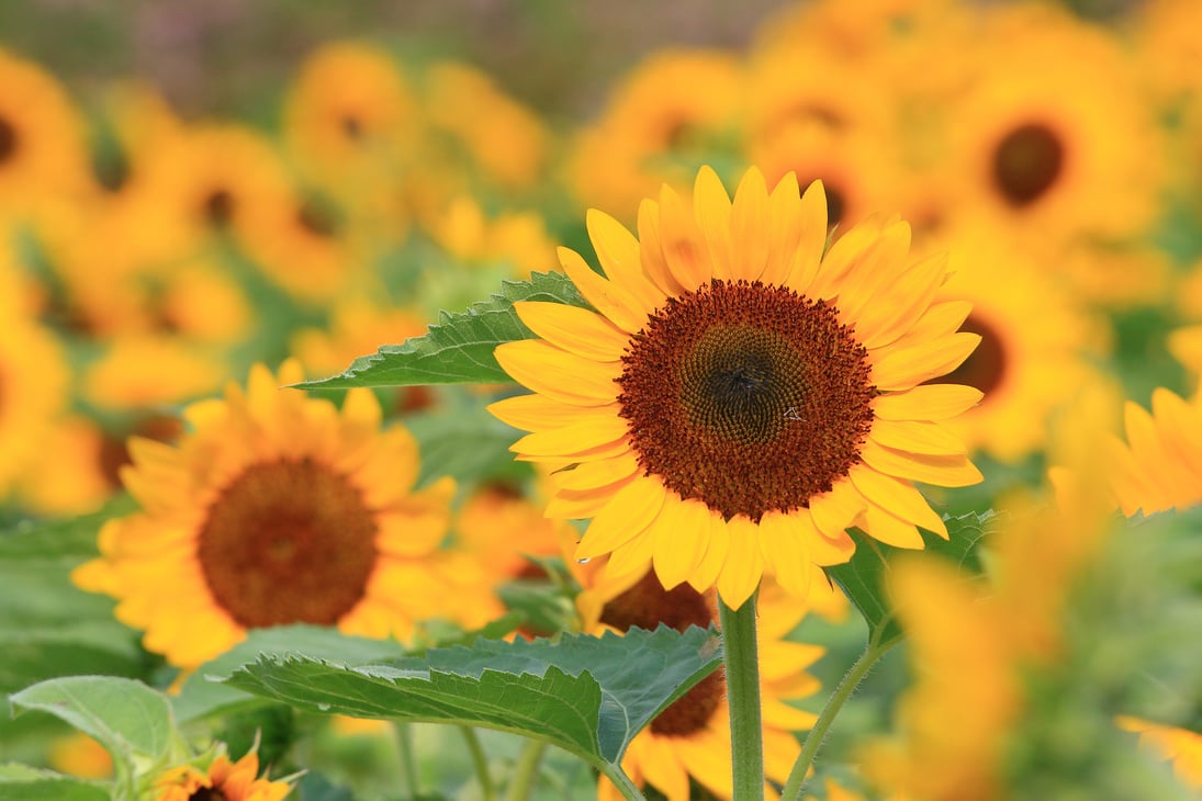 sunflower