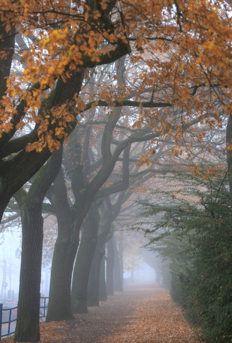 Path in the Foggy Forest